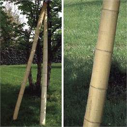 CANNE ORNAMENTALI IN BAMBOO Ø CM 8-10 - H CM 300