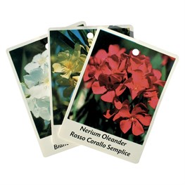 ETICHETTA CON FOTO STAMPATA CM 7X9,5